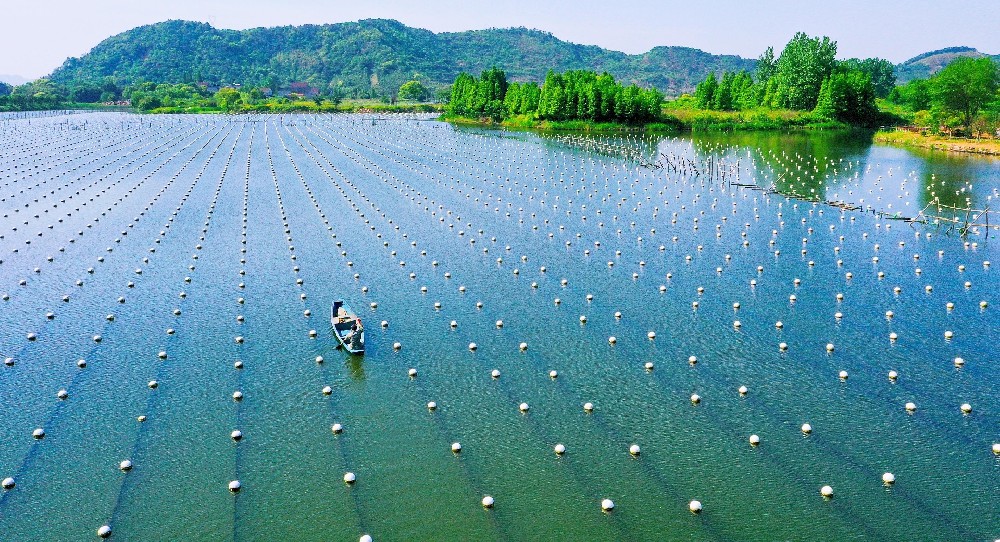 农业养殖户融资:活体抵押,养殖圈舍抵押,政策性农业保险贷款全攻略